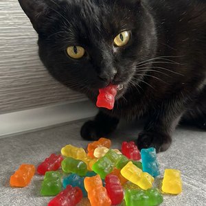 Котенок который есть мармеладки в виде котят