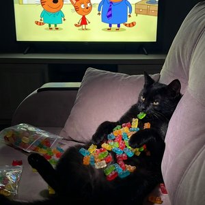 Котенок должен быть прям полностью на спинке, облокотившись на спинку мягкого дивана. Перед ним должен быть большой телевизор с «Три кота». В комнате темно, только свет телевизора освещает котенка. Он утопает в диване и с удовольствием поглощает мармеладк